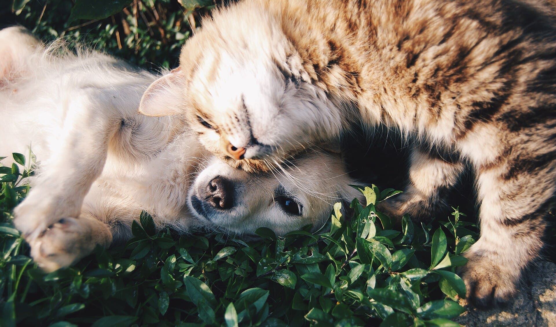 Un gato y un perro tumbados juntos en la hierba